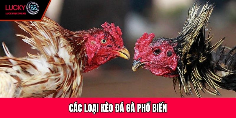 Các loại kèo đá gà phổ biến
