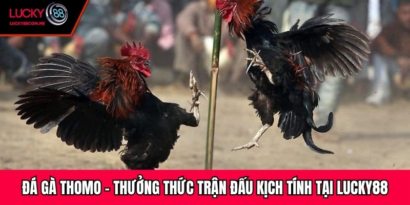 Đá Gà Thomo - Thưởng Thức Trận Đấu Kịch Tính Tại Lucky88