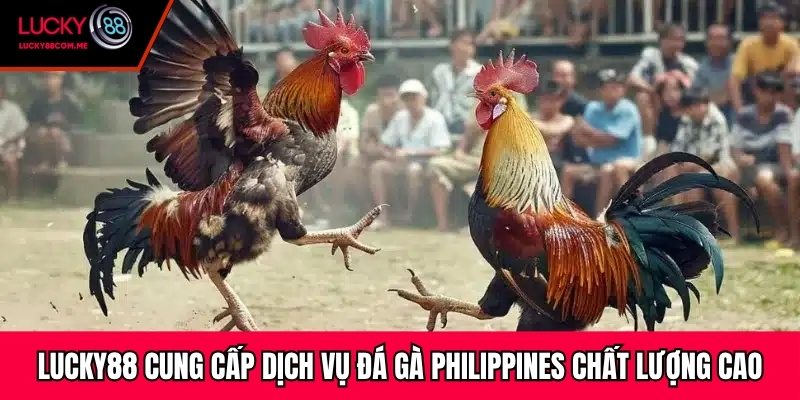 Lucky88 cung cấp dịch vụ đá gà Philippines chất lượng cao