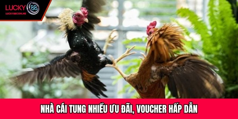 Nhà cái tung nhiều ưu đãi, voucher hấp dẫn